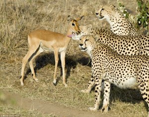 cheetahs_with_impala_3