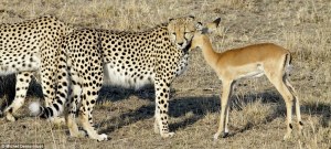cheetahs_with_impala_4